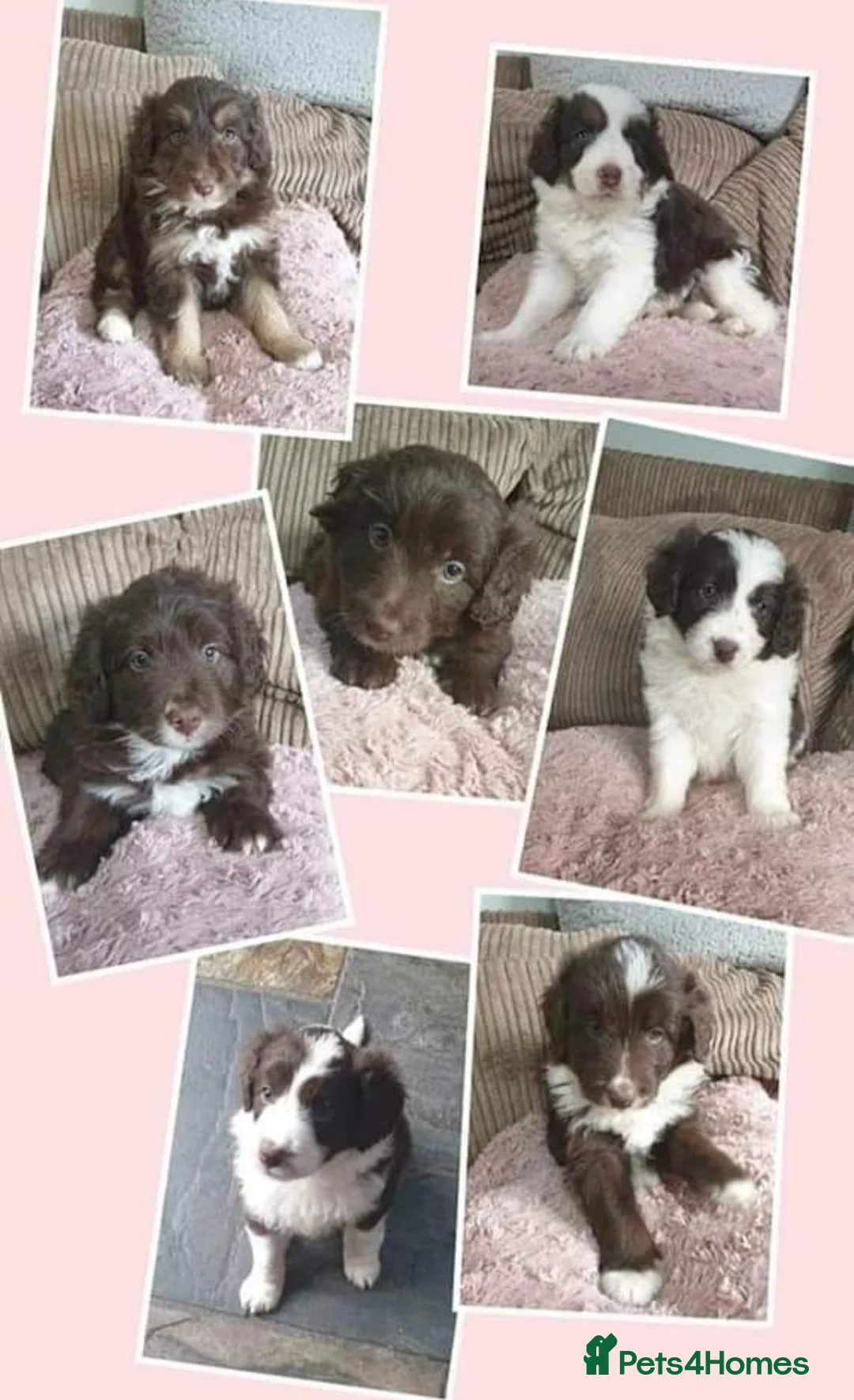 Miniature Poodle dogs for stud: KC registered / health tested / colour tested  in Bolton - Advert 12