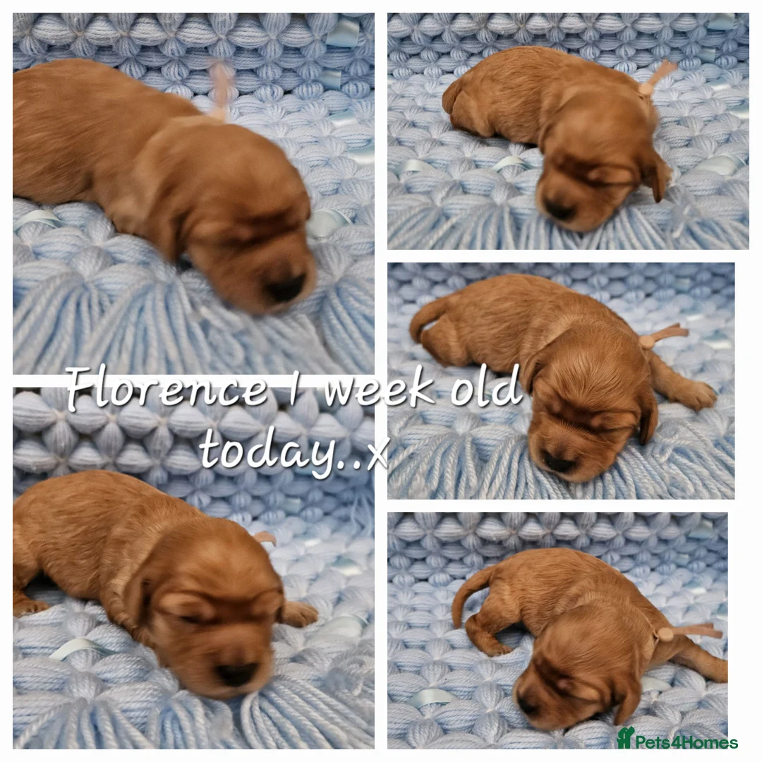 Toy Poodle dogs for stud:  stud toy poodle, KC reg and DNA tested and clear in Gloucester - Advert 26