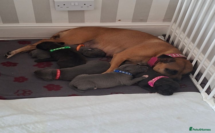 Staffordshire Bull Terrier dogs - Advert 1