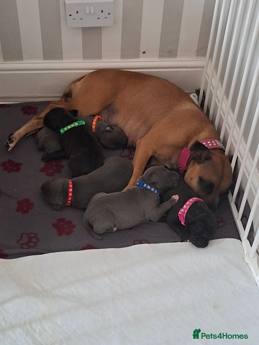 Staffordshire Bull Terrier dogs for sale: Male staffy ready 26th August - Image 1