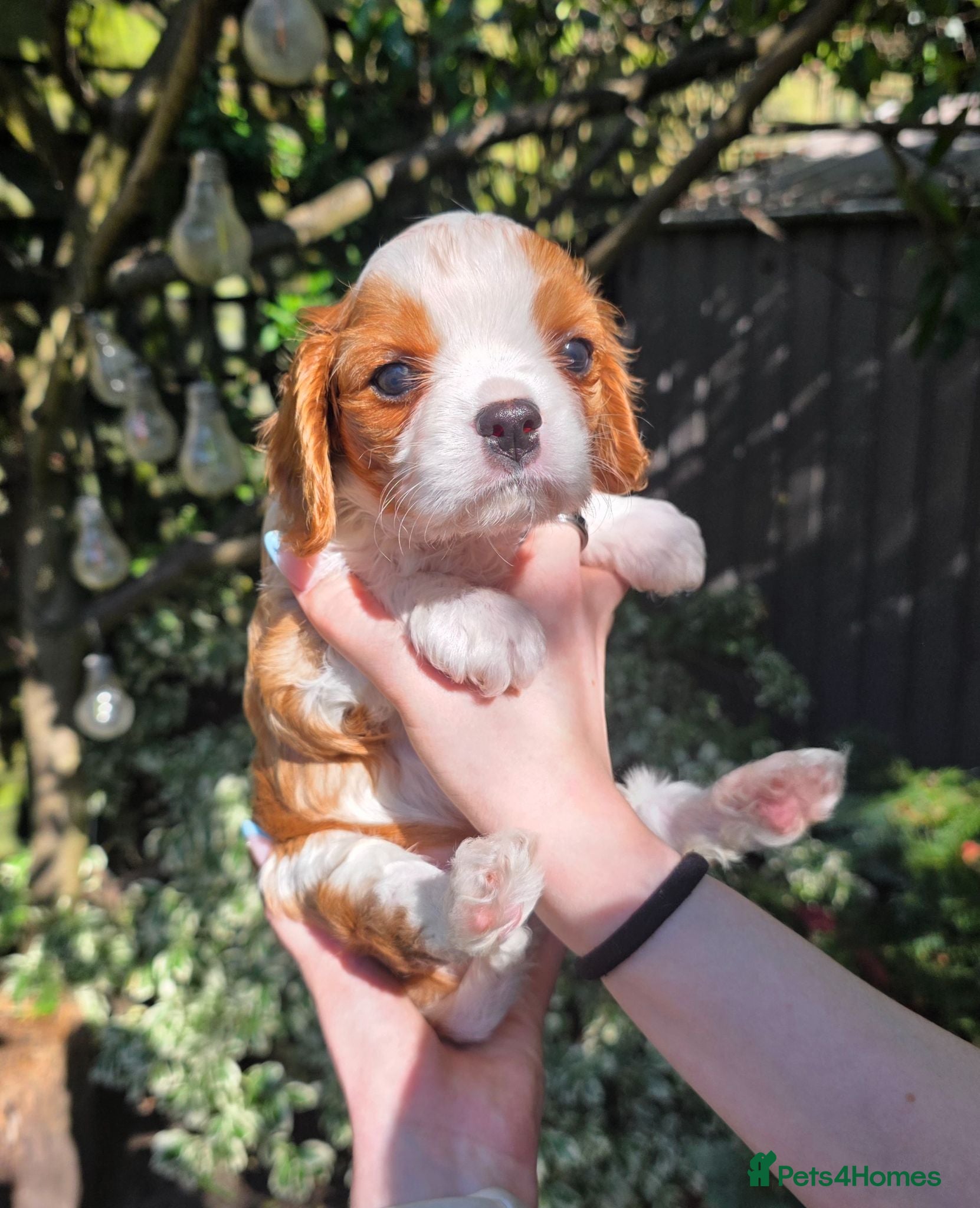 Cavalier King Charles Spaniel dogs Beautiful health tested cavalier pups - Advert 1