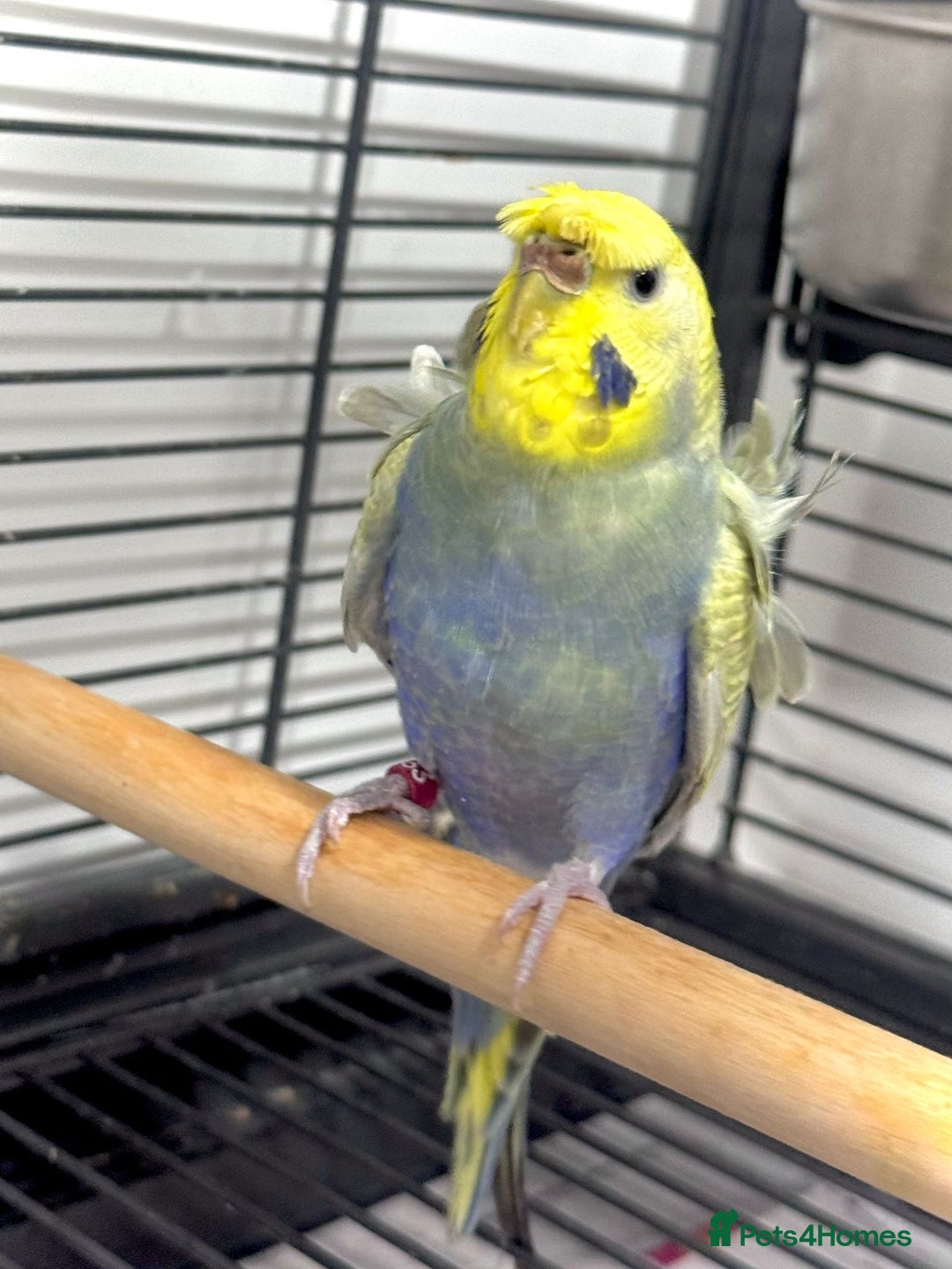 Budgerigars birds for sale: Helicopter Hagoromo Rainbow Hen – Breeding Ready - Advert 4