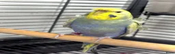 Budgerigars birds for sale: Helicopter Hagoromo Rainbow Hen – Breeding Ready - Advert 4