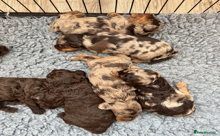 Cockapoo dogs - Advert 3