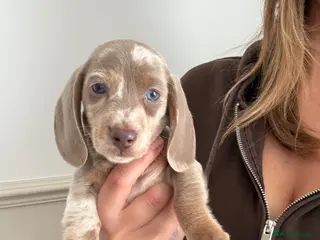 Miniature Dachshund dogs Miniature dachshund puppies - Advert 1