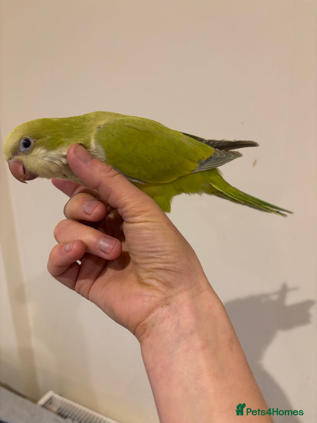Parrots birds for sale: Hand reared baby quaker - Image 1