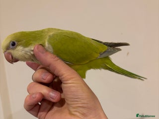 Parrots birds - Advert 7
