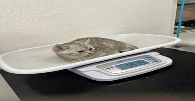 British Shorthair cats - Advert 5