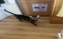Domestic Shorthair cats for sale: Good to a loving home  - Image 8