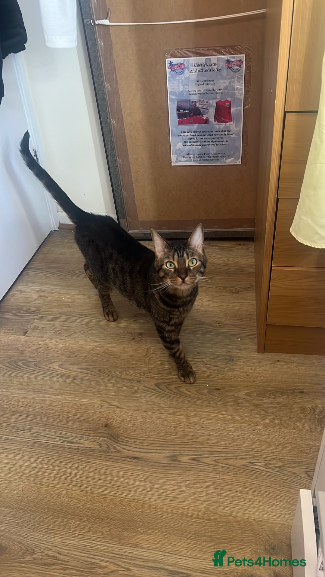 Domestic Shorthair cats for sale: Good to a loving home  - Image 8