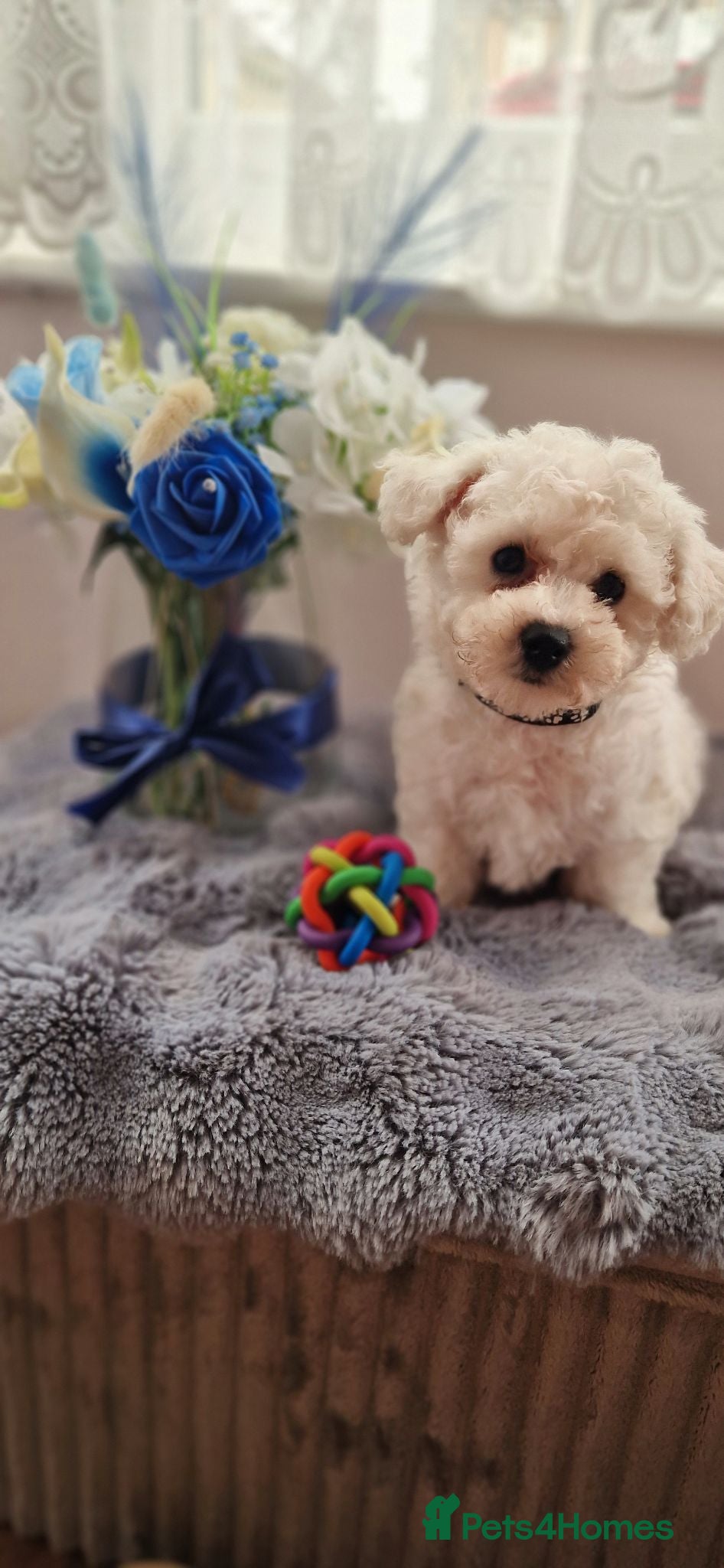 Bichon Frise dogs Full pedigree Bichon frise  - Advert 1