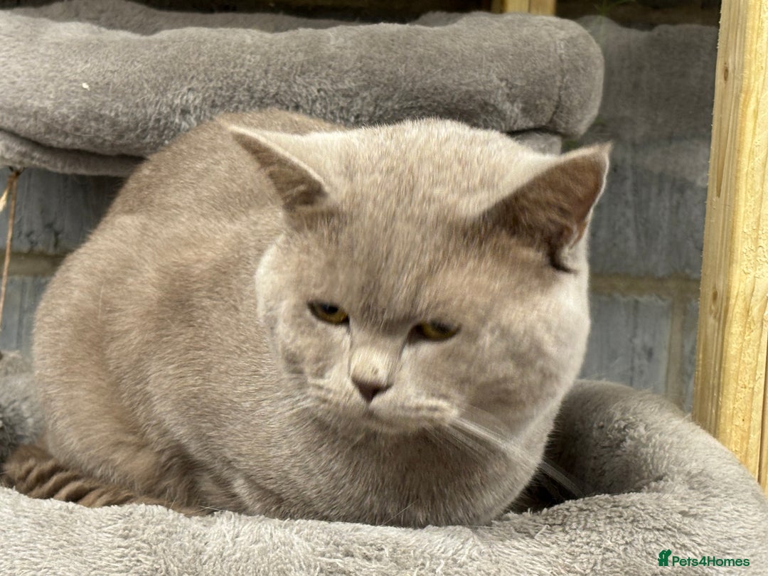 British Shorthair cats for sale: GCCF/TICA Reg Lilac Active male  - Advert 6