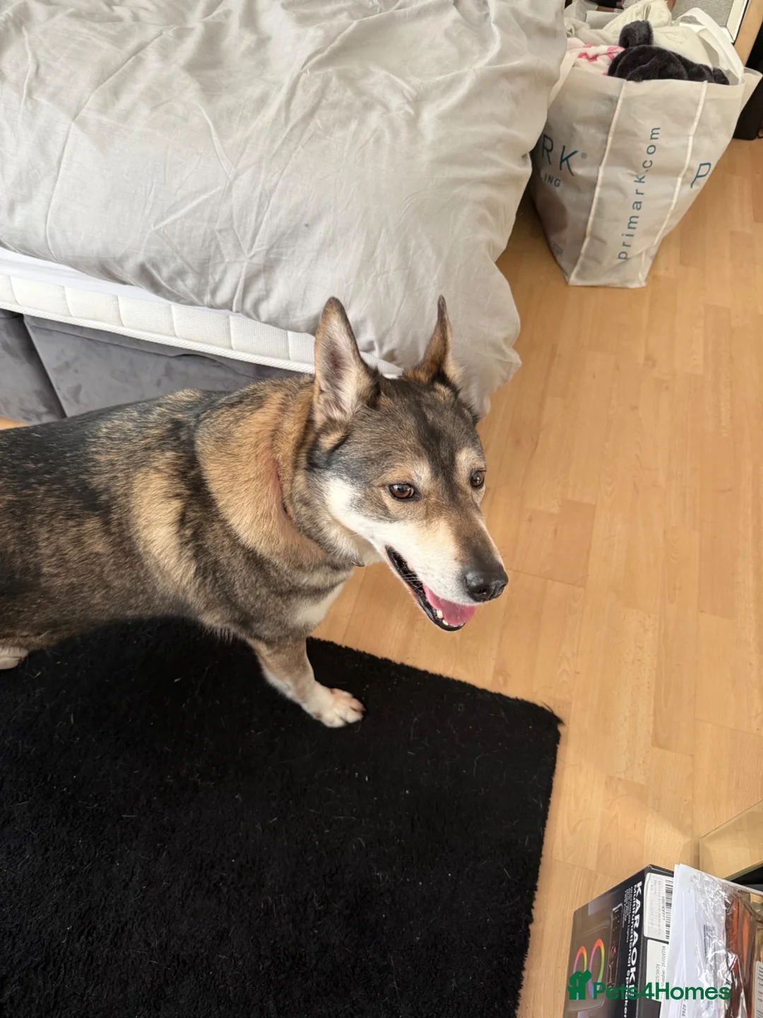 Siberian Husky dogs for sale: Husky  - Advert 2