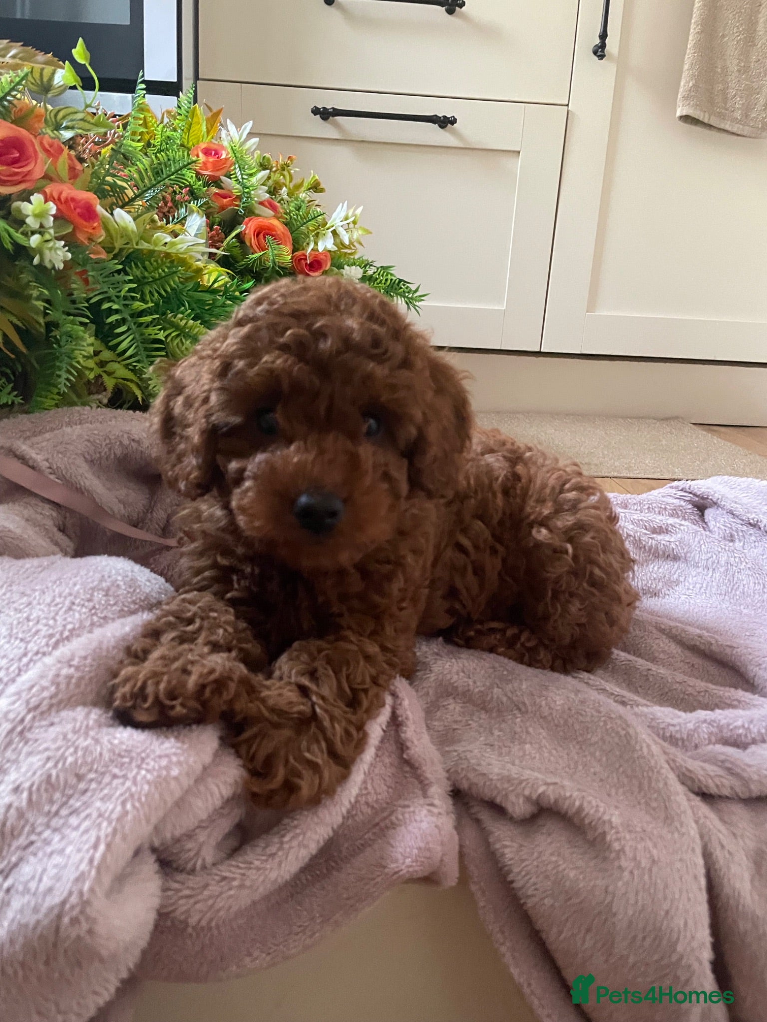 Cavapoochon dogs 💛READY NOW for new lap💛 DNA Toy cavapoochons  - Advert 4