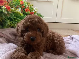 Cavapoochon dogs 💛READY NOW for new lap💛 DNA Toy cavapoochons - Advert 4