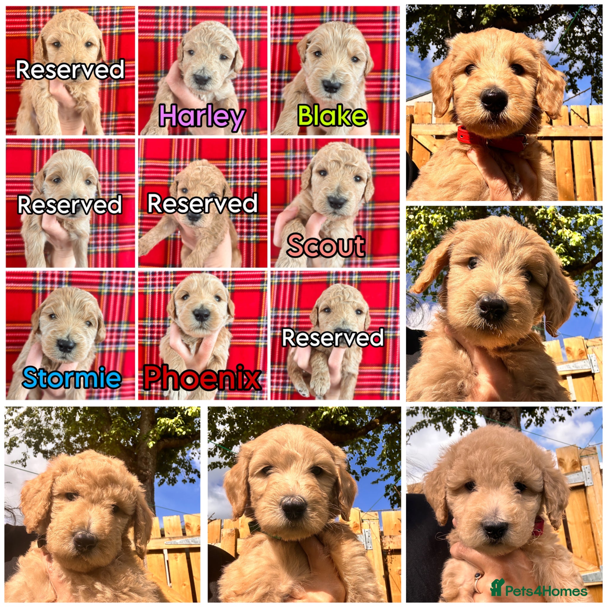 Australian Labradoodle dogs Super Top Quality Australian Labradoodles - Advert 12
