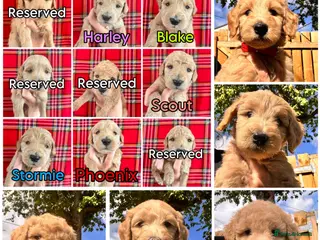 Australian Labradoodle dogs Super Top Quality Australian Labradoodles - Advert 3