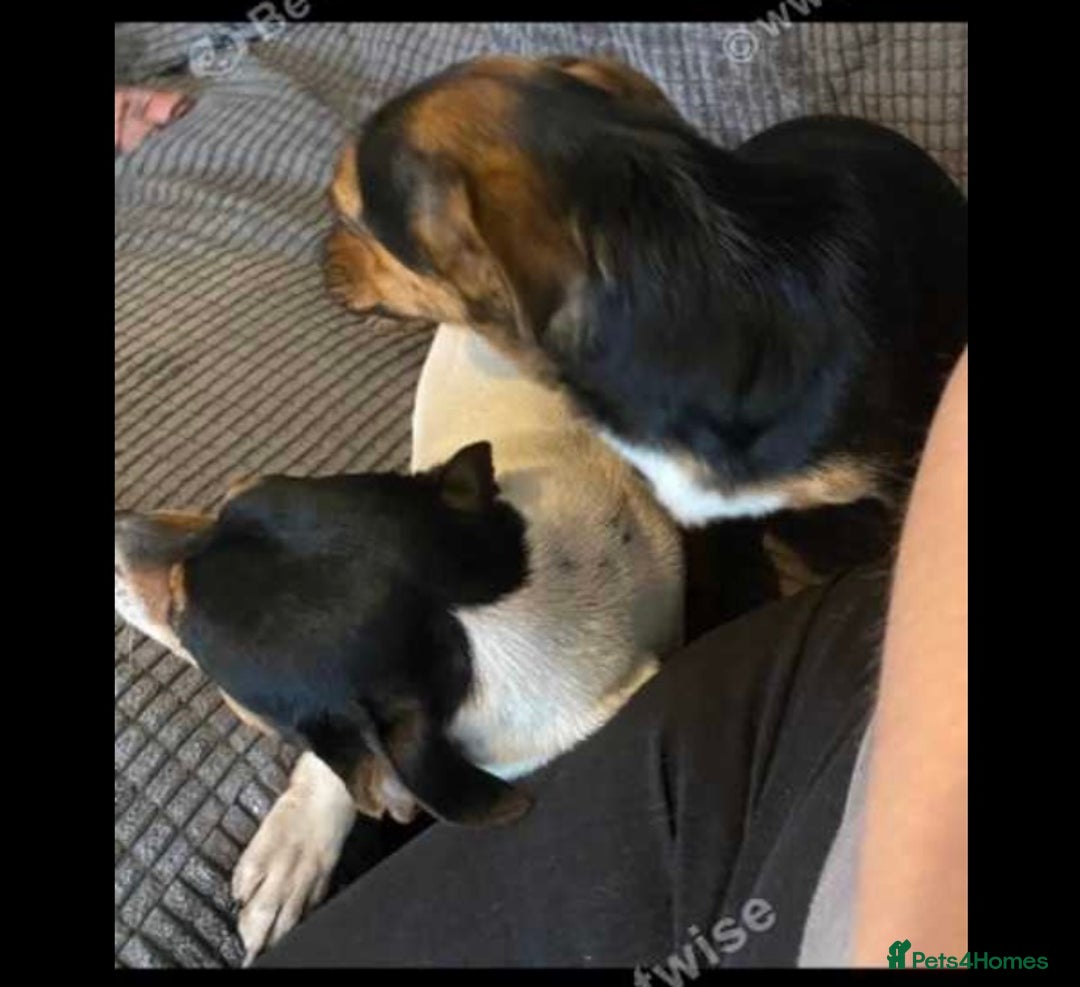Jack Russell dogs for sale: Jack Russel pups  - Advert 6