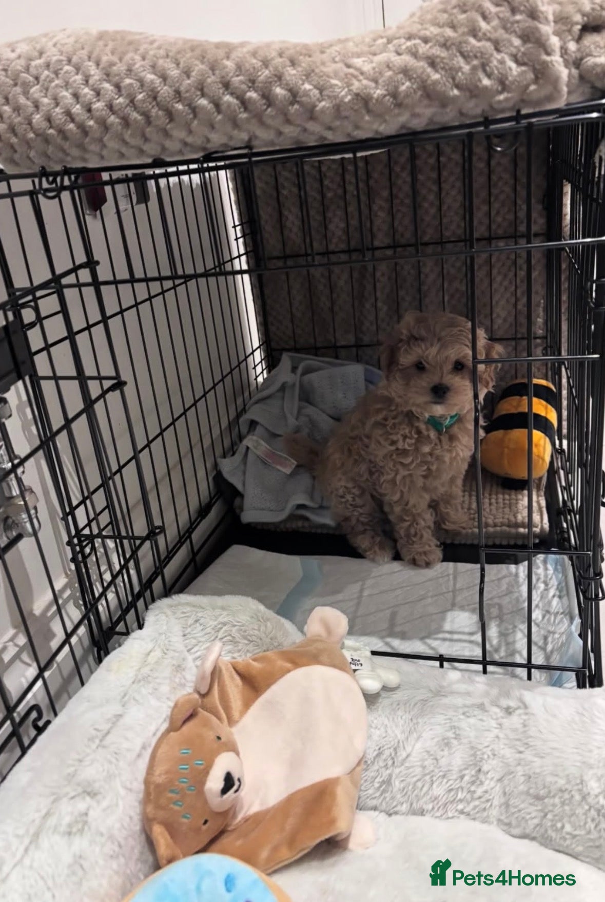 Maltipoo dogs Maltipoo Male Puppy - 10 weeks old  - Advert 1