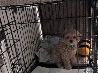 Maltipoo dogs Maltipoo Male Puppy - 10 weeks old - Advert 1