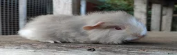 Guinea Pig rodents for sale: Swiss, Dalmation, Chocolate & Tort/White baby Sows - Advert 2