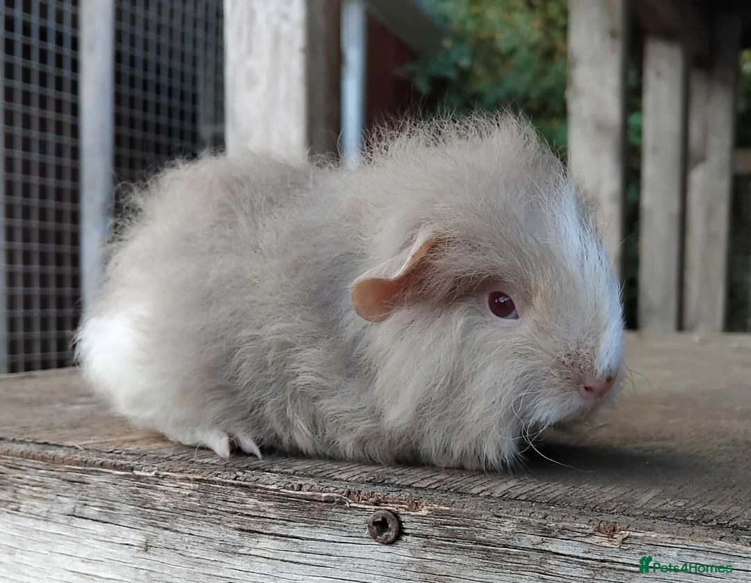 Guinea Pig rodents for sale: Swiss, Dalmation, Chocolate & Tort/White baby Sows - Advert 2