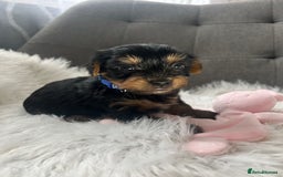 Yorkshire Terrier dogs for sale: Adorable Yorkshire Terrier Puppies✨ - Image 7