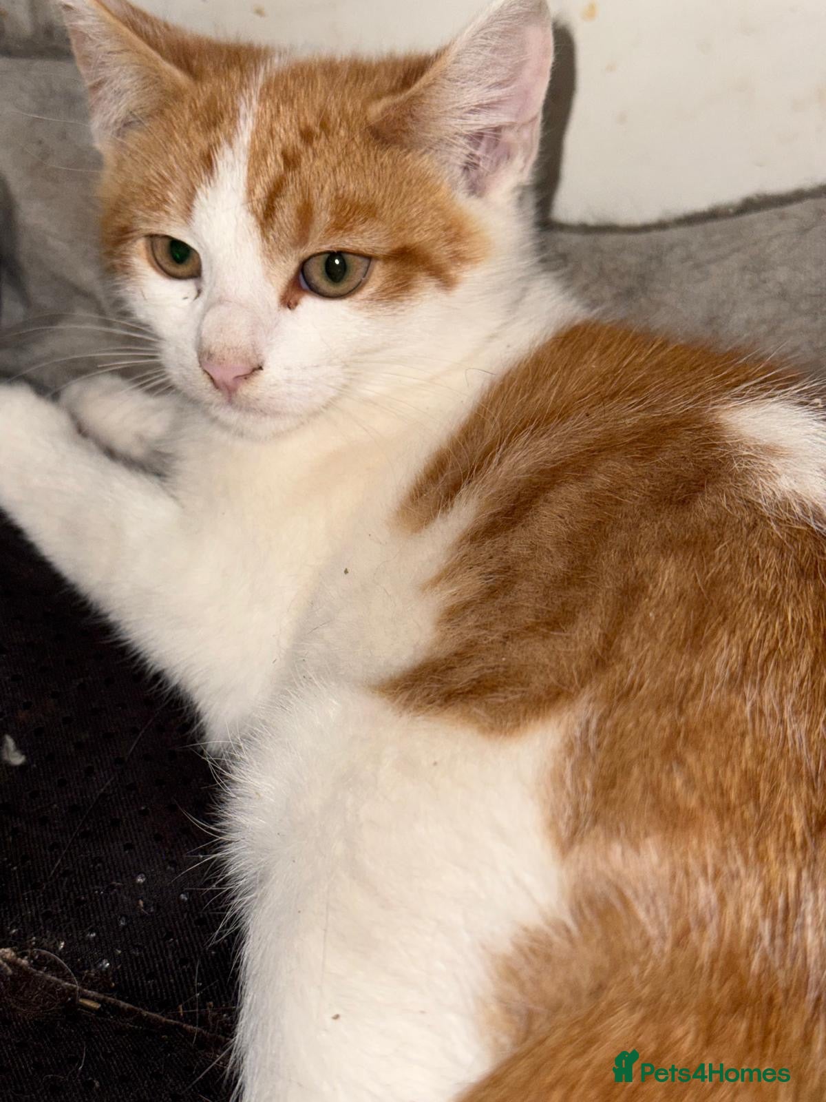 Mixed Breed cats Ginger rescue kitten looking for his own home - Advert 2