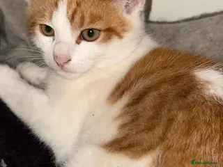 Mixed Breed cats Ginger rescue kitten looking for his own home - Advert 12