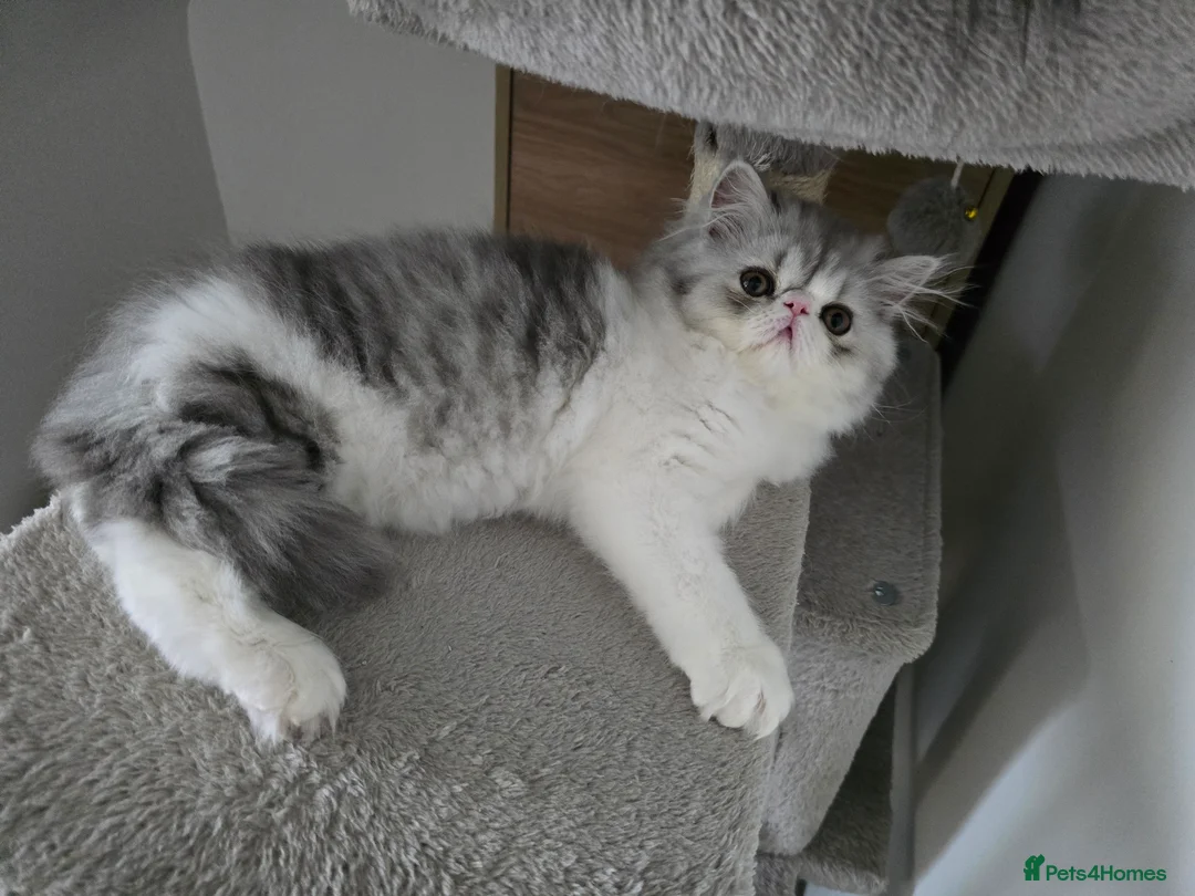 Persian cats for sale: Persian Kittens Bi-Color - Punch Face - GCCF - Advert 2