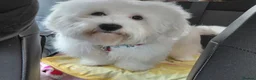 Mixed Breed dogs for sale: Beautiful healthy maltese x bichon pups - Advert 5
