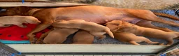 Labrador Retriever dogs for sale: Fox Red Labradors in Oswestry - Advert 18