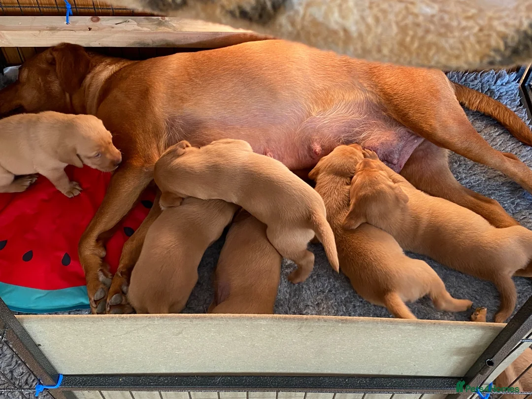 Labrador Retriever dogs for sale: Fox Red Labradors in Oswestry - Advert 18