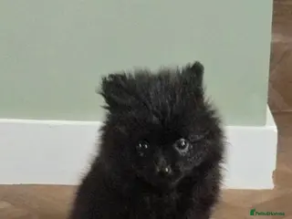 Pomeranian dogs Beautiful teddy pomeranian purebred puppies - Advert 13