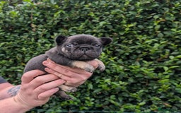 French Bulldog dogs for sale: Quality Frenchbulldog puppies carrying Fluffy  - Image 9