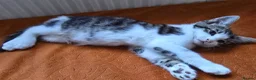 Mixed Breed cats for sale: Lovely, healthy, playful kittens - Advert 7