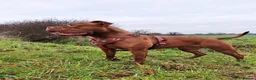 Mixed Breed dogs for sale: American bulldog cross doge de bordeaux  in Newbury - Advert 6