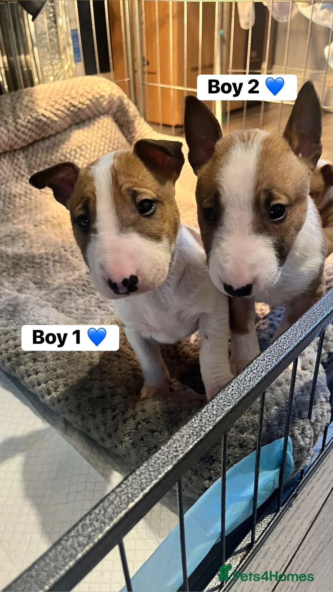 English Bull Terrier dogs for sale: Kc Miniature English bull terriers  - Advert 6