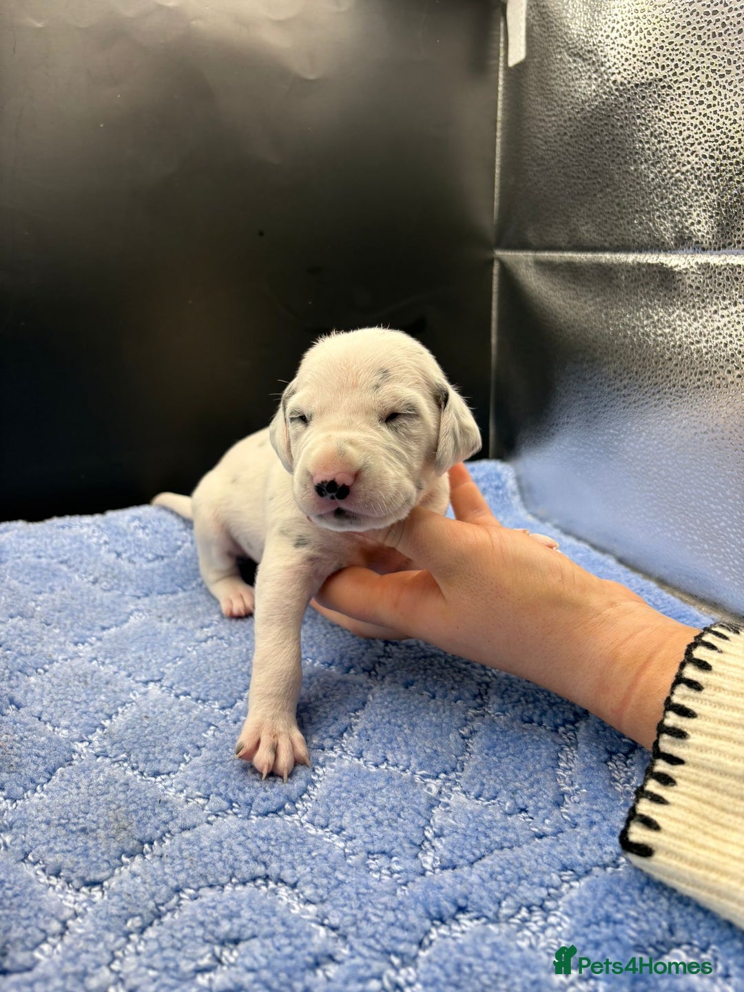 Dalmatian dogs for sale: 5 Generation KC Registered Dalmatians Boys - Advert 12