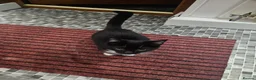 Mixed Breed cats for sale: For adoption - Advert 2