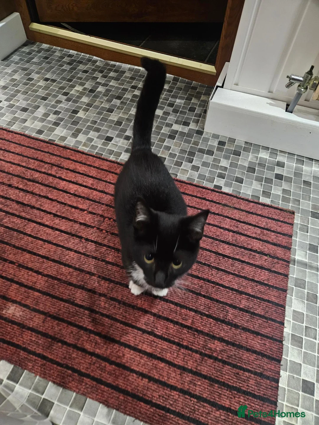Mixed Breed cats for sale: For adoption - Advert 2