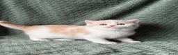 British Shorthair cats for sale: Beautiful Gccf registered bsh kittens  - Advert 8