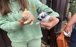 Mini Lion Lop rabbits for sale: Baby rabbit  - Image 2