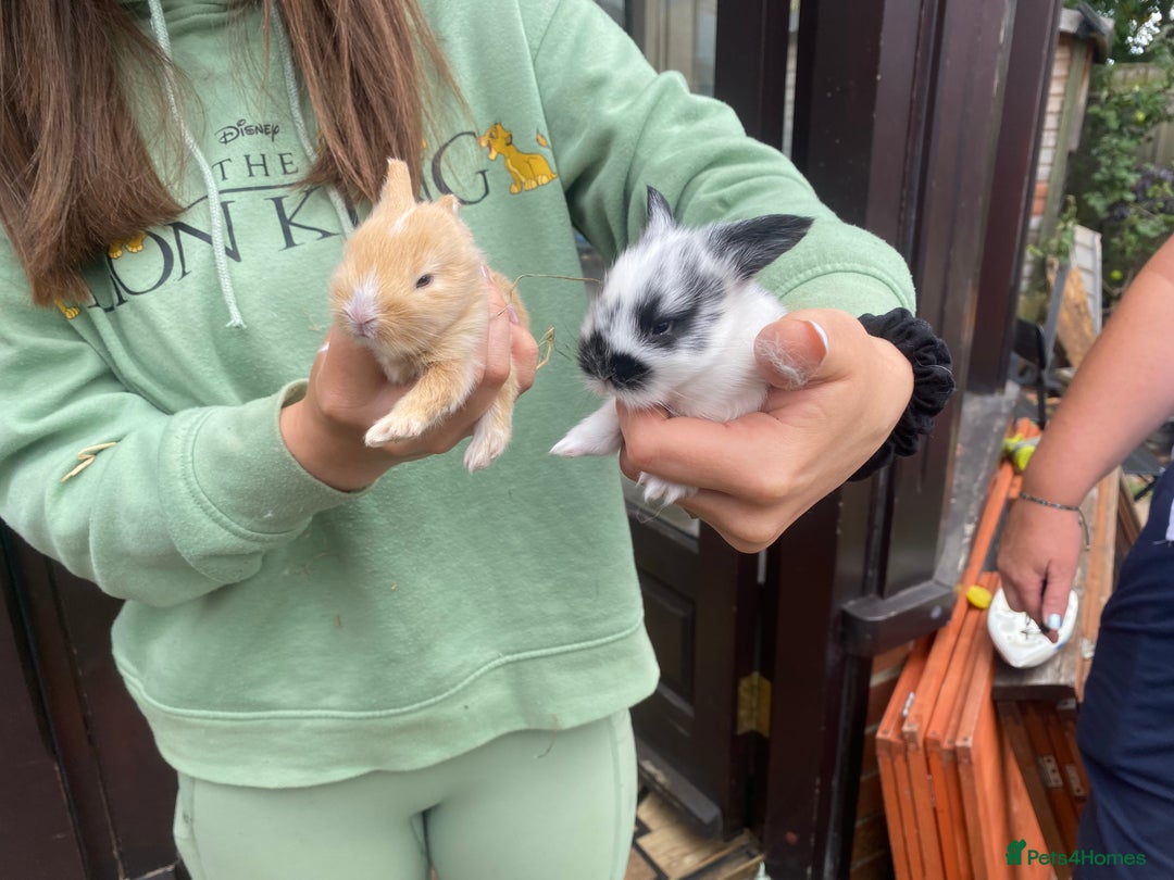 Mini Lion Lop rabbits for sale: Baby rabbit  - Image 2