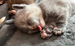 British Shorthair cats for sale: Beautiful pedigree bsh kittens  - Image 14
