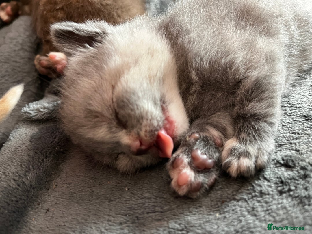 British Shorthair cats for sale: Beautiful pedigree bsh kittens  - Image 14