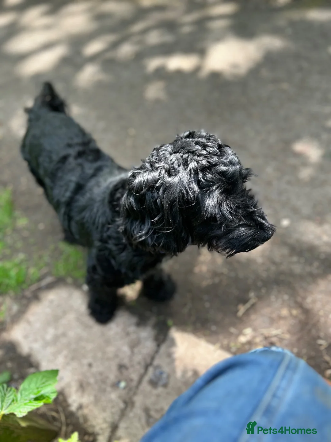 Cockapoo dogs for sale: Female Cockapoo 1yr old in Bristol - Advert 6