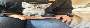 Bengal Kitten 2