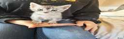 Bengal cats for sale: Tempest Bengal TICA registered kittens  - Advert 7