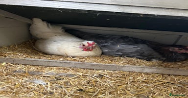 Chickens poultry - Advert 2